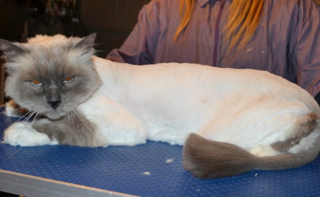 Oscar is a Birman. He had his matted fur shaved down, nails clipped and ears cleaned.