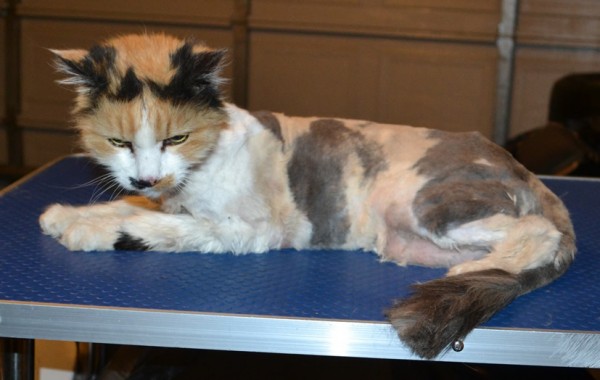 Freckle is a 19 yr old Long Hair Domestic. She had her matted fur shaved down, nails clipped and ears cleaned.