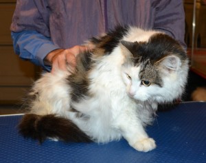 Dolly is a Long Hair Domestic. She had her matted fur shaved down, nails clipped and eats cleaned.