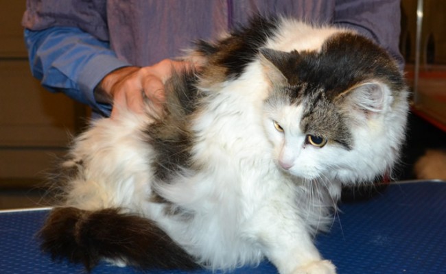 Dolly is a Long Hair Domestic. She had her matted fur shaved down, nails clipped and eats cleaned.