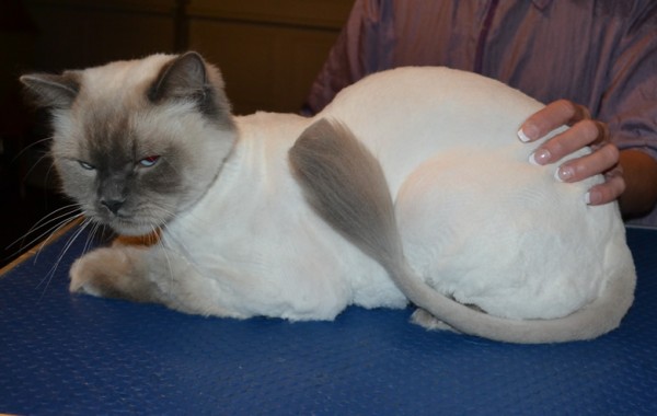 Romeo is a Ragdoll. He had his fur shaved down, nails clipped and ears clean.