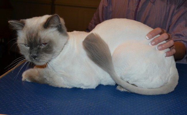 Romeo is a Ragdoll. He had his fur shaved down, nails clipped and ears clean.