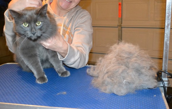 Fluffy is a Long hair Russian Blue. She had her fur raked, bum shaved, nails clipped and her ears cleaned.