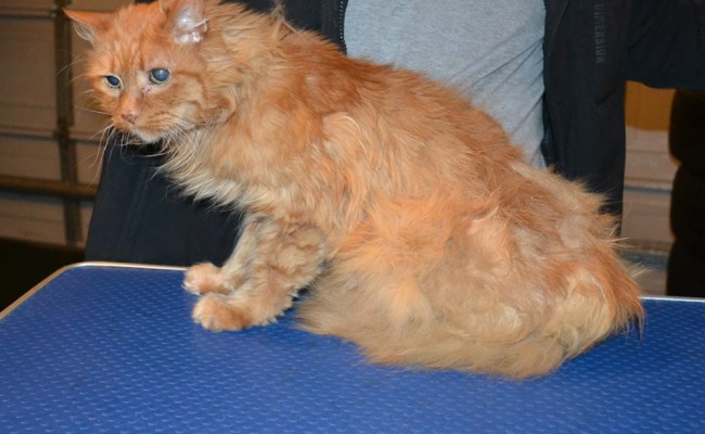 Ginger is a Medium Hair Domestic. Her current owner took her in as she was left behind. Her fur was badly matted.  She had her matted fur shaved down, nails clipped and ears clean. She looks also like a very old cat, around 15 to 16 yrs old.