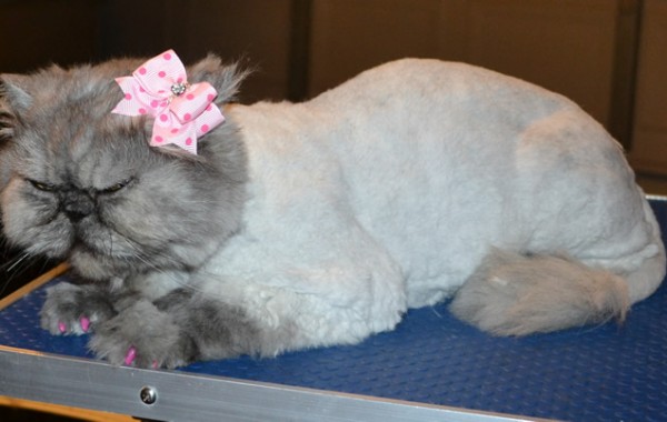 Maddison is a Persian. She had her matted fur shaved down, nails clipped, ears and eyes cleaned and a full set of Pink Softpaw nail caps.