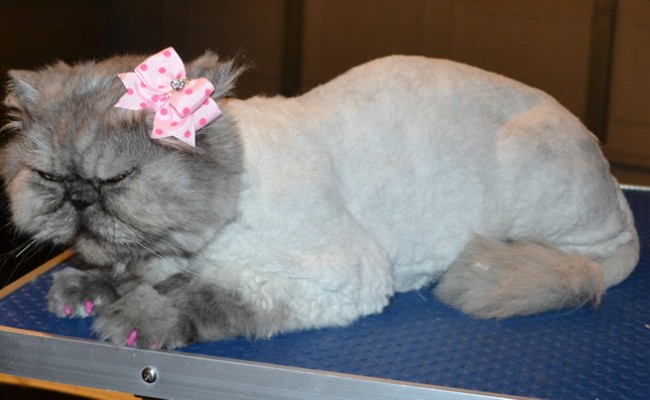 Maddison is a Persian. She had her matted fur shaved down, nails clipped, ears and eyes cleaned and a full set of Pink Softpaw nail caps.