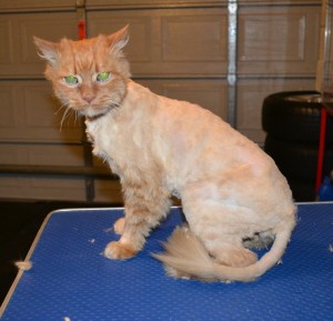 Ginger is a Medium Hair Domestic. Her current owner took her in as she was left behind. Her fur was badly matted. She had her matted fur shaved down, nails clipped and ears clean. She looks also like a very old cat, around 15 to 16 yrs old.