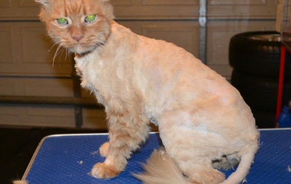 Ginger is a Medium Hair Domestic. Her current owner took her in as she was left behind. Her fur was badly matted. She had her matted fur shaved down, nails clipped and ears clean. She looks also like a very old cat, around 15 to 16 yrs old.