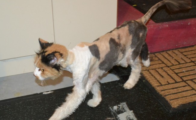Freckle is a 19 yr old Long Hair Domestic. She had her matted fur shaved down, nails clipped and ears cleaned.