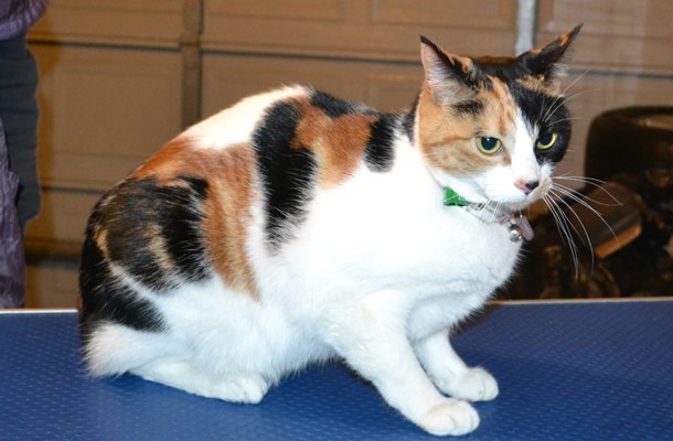 CatCat is a Short hair Domestic. She had her fur shaved down, nails clipped, ears cleaned and Pink Softpaw nail caps.