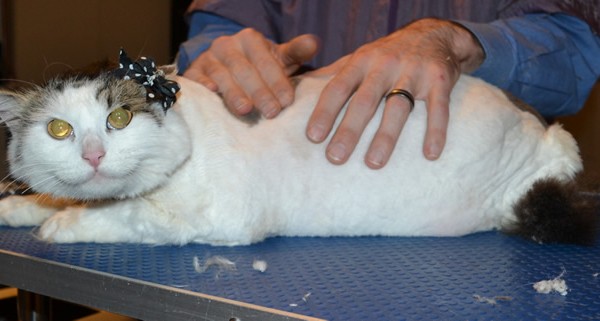 Dolly is a Long Hair Domestic. She had her matted fur shaved down, nails clipped and eats cleaned.