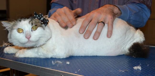 Dolly is a Long Hair Domestic. She had her matted fur shaved down, nails clipped and eats cleaned.