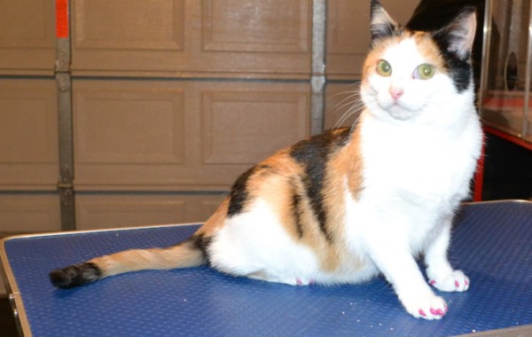 Tasha is a Short hair Domestic. She came in for a full set of Purple softpaw nail caps.
