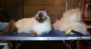 Cassidy is a Ragdoll. She had her fur rake, nails clipped, ears cleaned and a wash n blow dry.