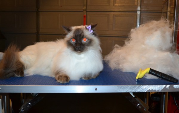 Cassidy is a Ragdoll. She had her fur rake, nails clipped, ears cleaned and a wash n blow dry.