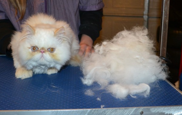 Chinchilli is a 8 mth old Persian. He had his fur raked, nails clipped, bum shaved, ears n eyes cleaned and a wash n blow dry