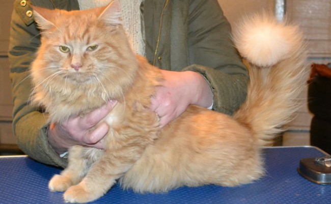 Stinky Elliot is a Long Hair Domestic. He had his fur shaved down, nails clipped, ears clean and a wash n blow dry.