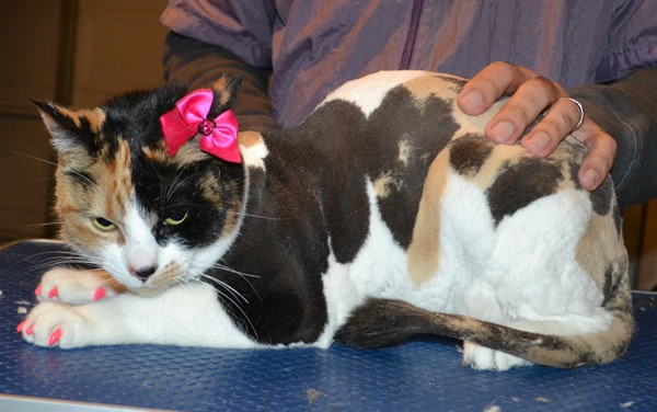 CatCat is a Short hair Domestic. She had her fur shaved down, nails clipped, ears cleaned and Pink Softpaw nail caps.