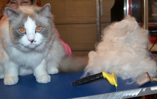 Ollie is a Ragdoll. He has his fur raked, nails clipped, matted belly clip down and his ears cleaned.