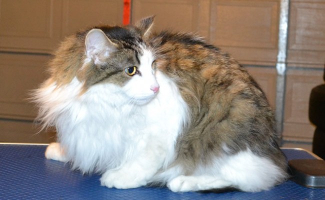 Buddy is a Long Hair Domestic. He had his fur shaved down, nails clipped and ears cleaned.