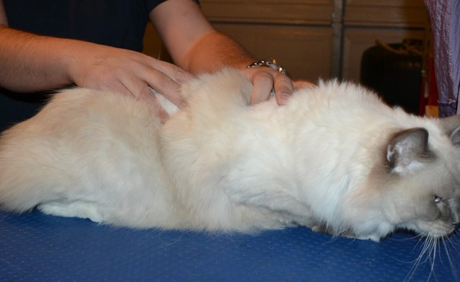 Crispie is a Ragdoll. He had his fur shaved down, nails clipped and ears cleaned.