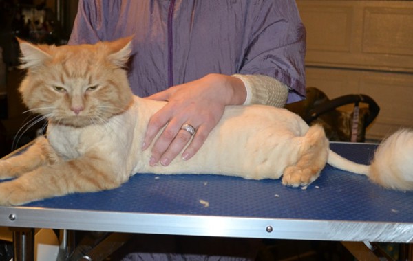 Stinky Elliot is a Long Hair Domestic. He had his fur shaved down, nails clipped, ears clean and a wash n blow dry.
