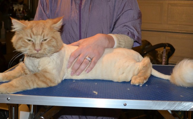 Stinky Elliot is a Long Hair Domestic. He had his fur shaved down, nails clipped, ears clean and a wash n blow dry.