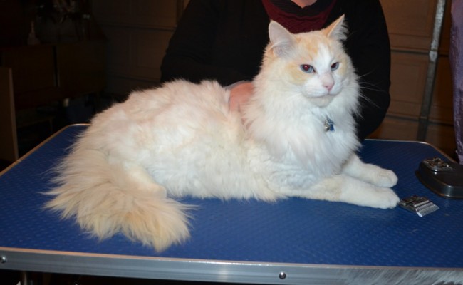 Janser is a Ragdoll. He had his matted fur shaved down, nails clipped and ears cleaned.