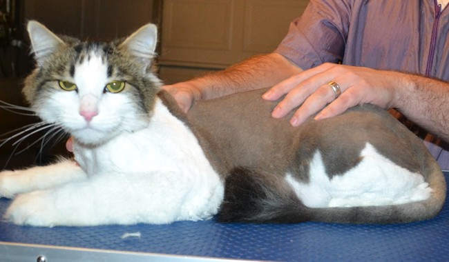 Buddy is a Long Hair Domestic. He had his fur shaved down, nails clipped and ears cleaned.