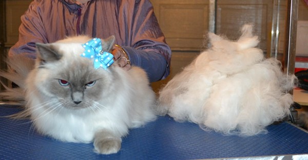 Missy is a Ragdoll. She had her fur raked, nails clipped and ears cleaned.