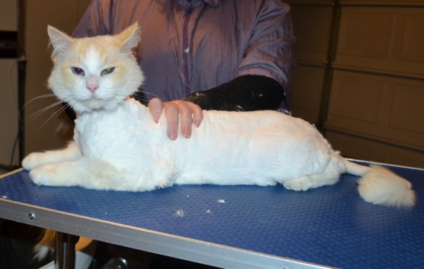 Janser is a Ragdoll. He had his matted fur shaved down, nails clipped and ears cleaned.