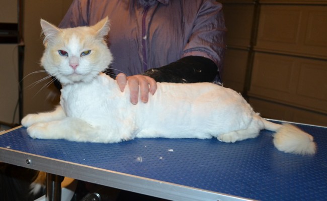 Janser is a Ragdoll. He had his matted fur shaved down, nails clipped and ears cleaned.