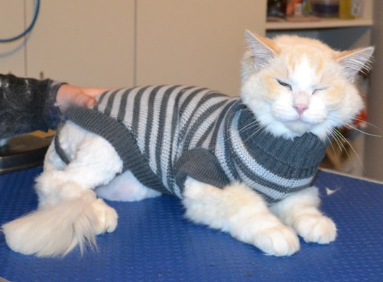 Janser is a Ragdoll. He had his matted fur shaved down, nails clipped and ears cleaned.
