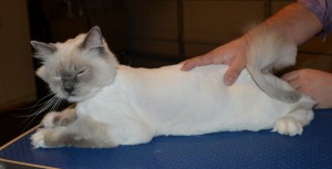Crispie is a Ragdoll. He had his fur shaved down, nails clipped and ears cleaned.