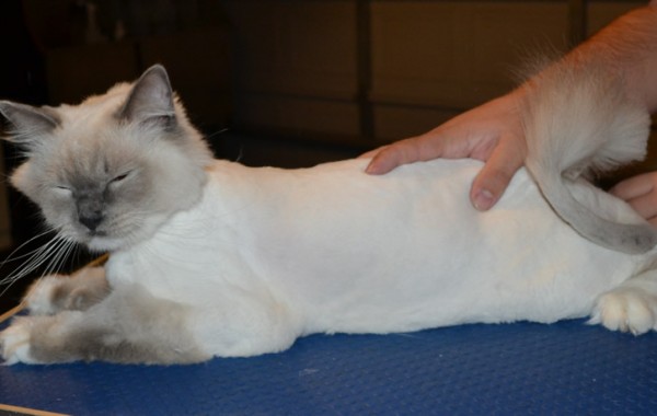 Crispie is a Ragdoll. He had his fur shaved down, nails clipped and ears cleaned.