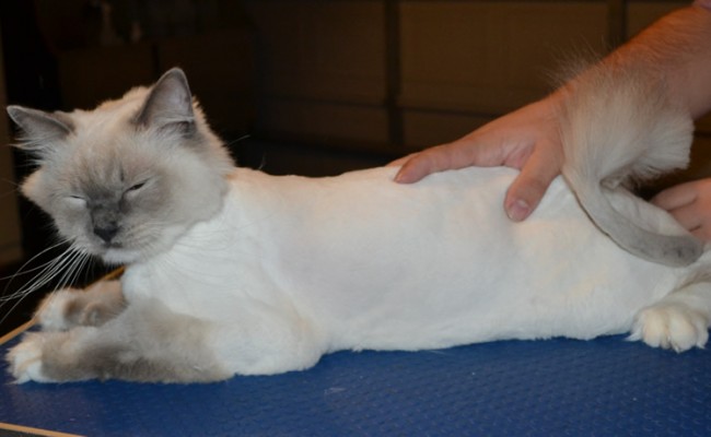 Crispie is a Ragdoll. He had his fur shaved down, nails clipped and ears cleaned.