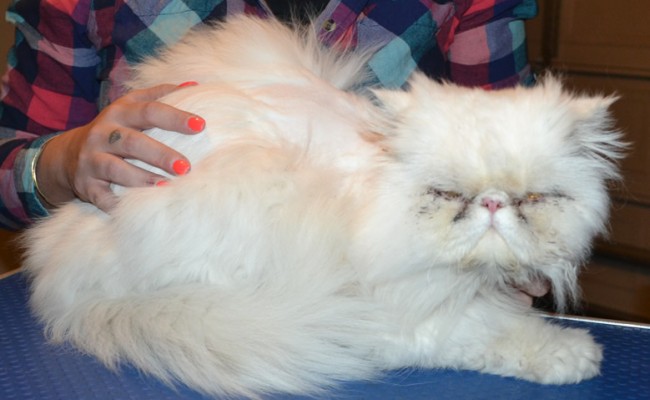 Mr Miyagi is a Persian. He had his matted fur shaved down, nails clipped and ears n eyes cleaned.