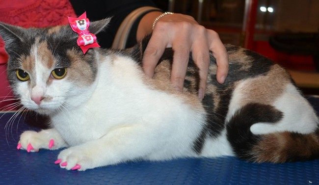 Boo is a Short Hair Domestic. She came in for a full set of Hot Pink Softpaw nail caps.