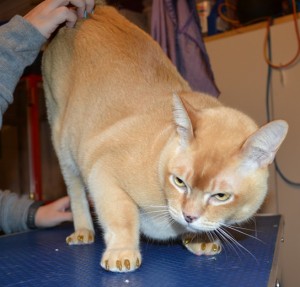 Digger is a Burmese. He came in for a full set of Gold Glitter Softpaw nail caps.