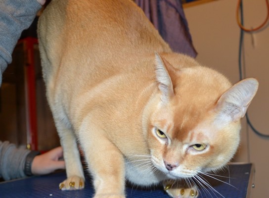 Digger is a Burmese. He came in for a full set of Gold Glitter Softpaw nail caps.