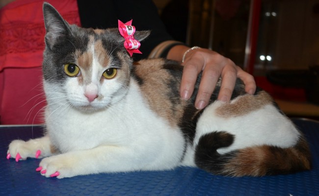 Boo is a Short Hair Domestic. She came in for a full set of Hot Pink Softpaw nail caps.
