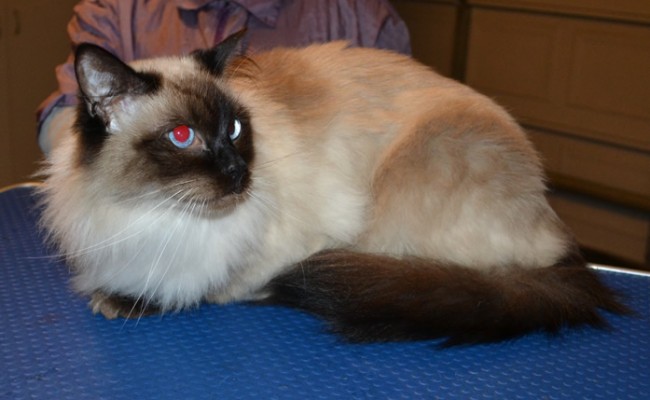 Manfred is a Ragdoll. He had his fur shaved down, nails clipped, ears cleaned and a full set of Softpaws nail caps.