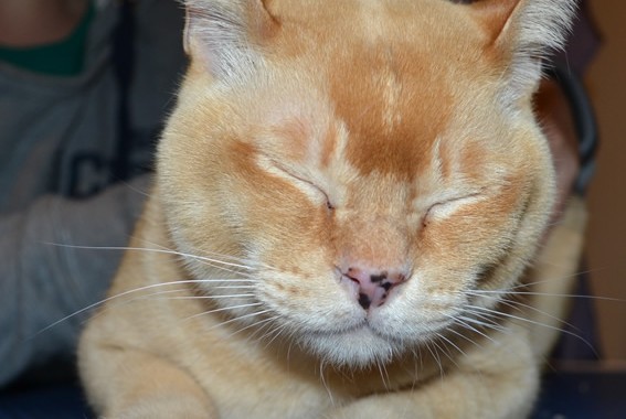 Digger is a Burmese. He came in for a full set of Gold Glitter Softpaw nail caps.