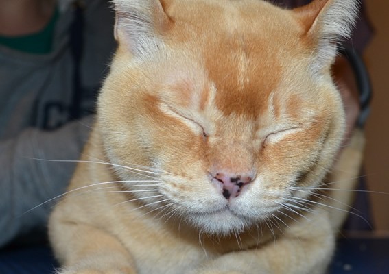 Digger is a Burmese. He came in for a full set of Gold Glitter Softpaw nail caps.