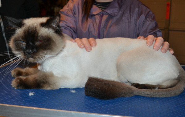 Manfred is a Ragdoll. He had his fur shaved down, nails clipped, ears cleaned and a full set of Softpaws nail caps.