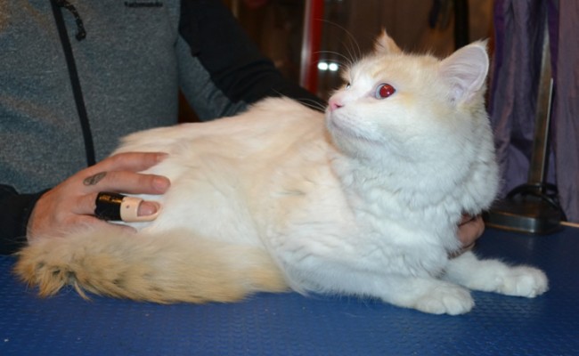 Tako is a Ragdoll. He had his fur shaved down, nails clipped,ears cleaned and a wash n blow dry.