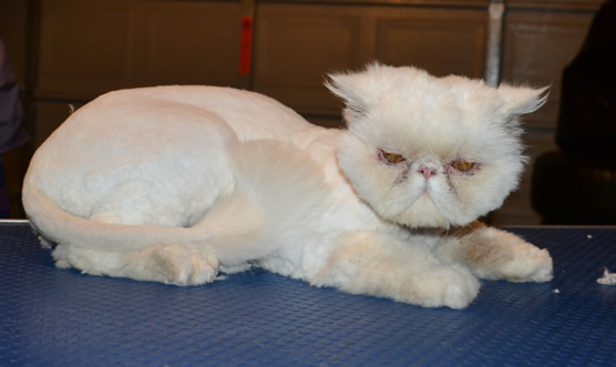 Mr Miyagi is a Persian. He had his matted fur shaved down, nails clipped and ears n eyes cleaned.