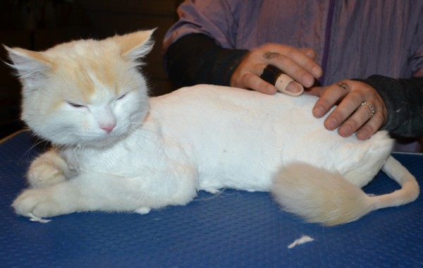 Tako is a Ragdoll. He had his fur shaved down, nails clipped,ears cleaned and a wash n blow dry.