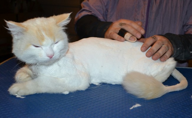 Tako is a Ragdoll. He had his fur shaved down, nails clipped,ears cleaned and a wash n blow dry.