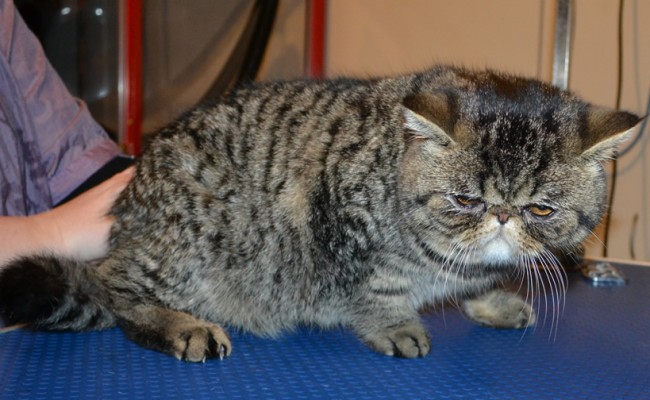 Tiger is an Exotic Persian. He had his fur shaved down, nails clipped,ears cleaned and a wash n blow dry.